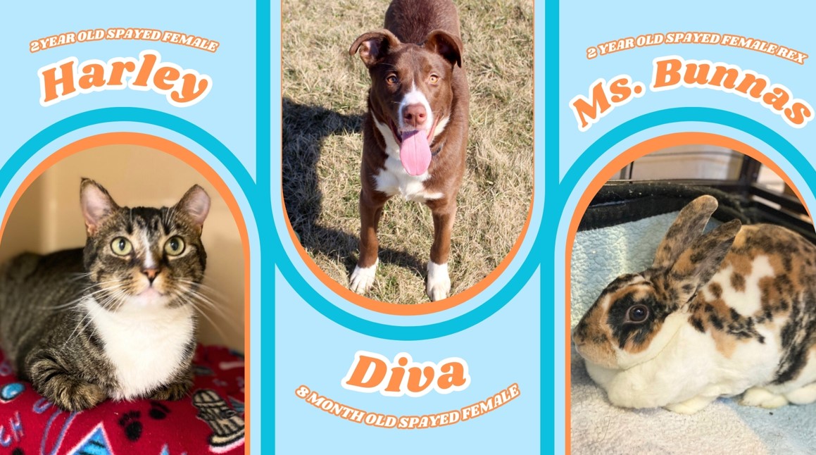 Adoptable Pets 3.20