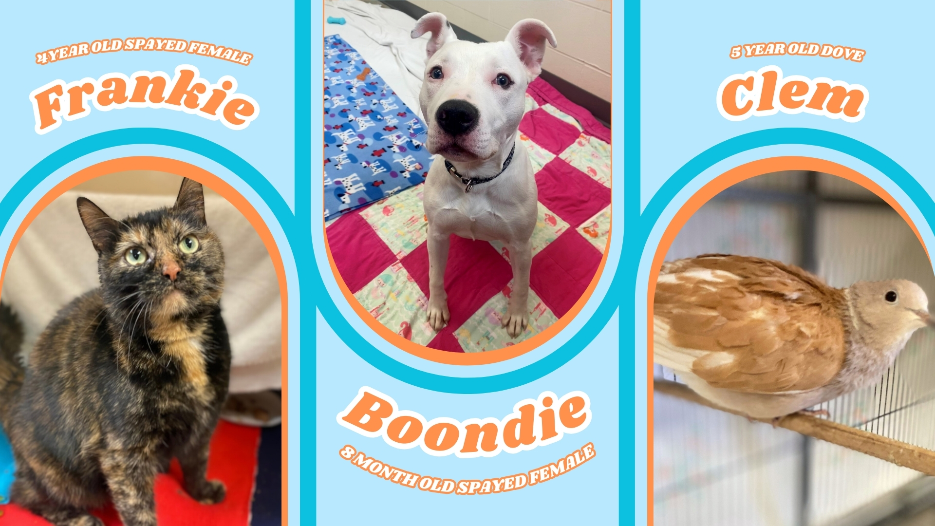 Adoptable animals 3.3