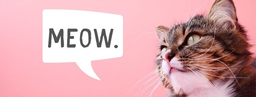 Mission Meow Cat Adoptions Kitten Adoptions Near Me - Serving