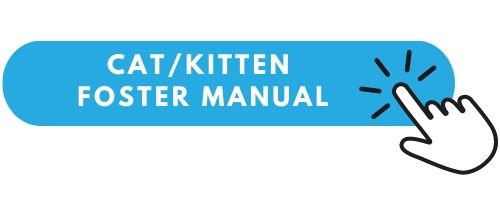 cat kitten foster manual