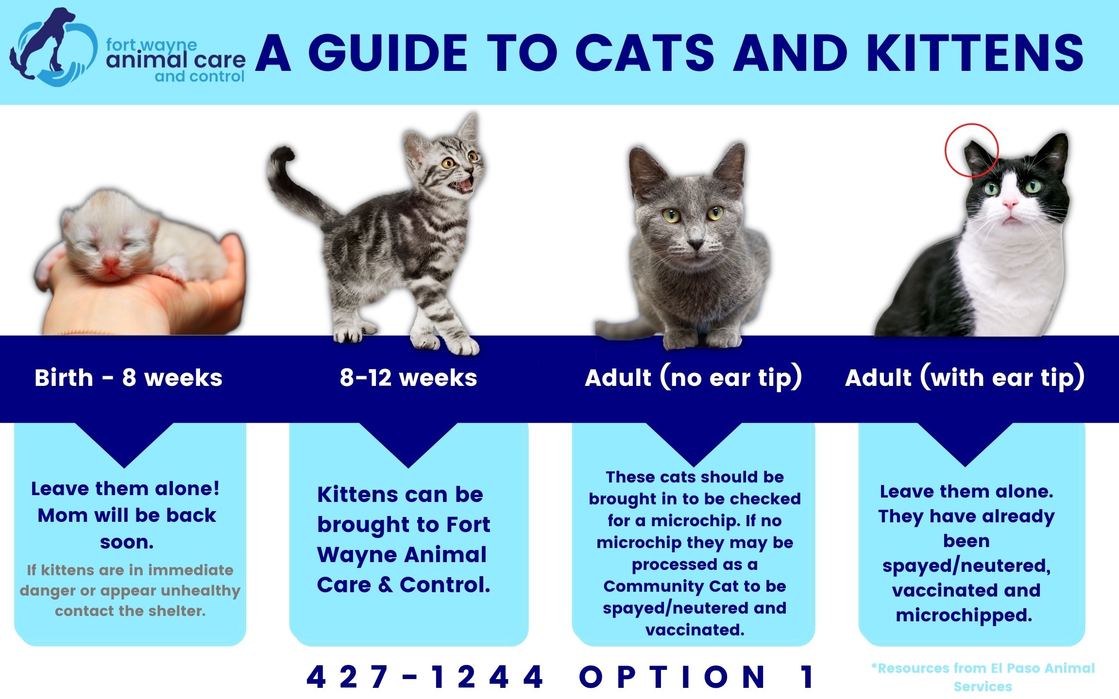 How old can kittens 2025 get fixed