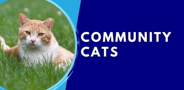 Community Cat Program - City of Fort Wayne Community Cat Program - City of Fort Wayne