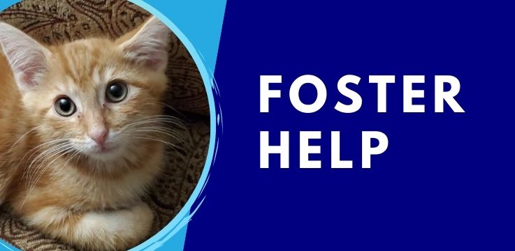 foster help