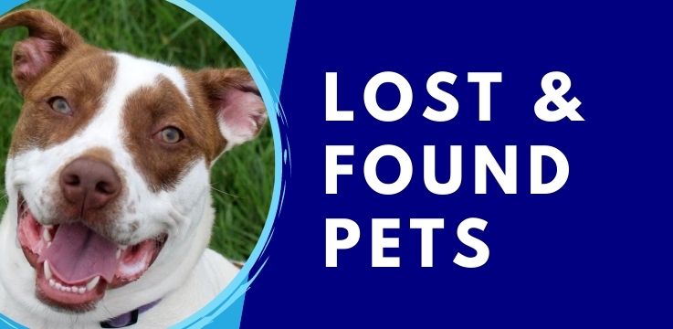 Lost shop found pets