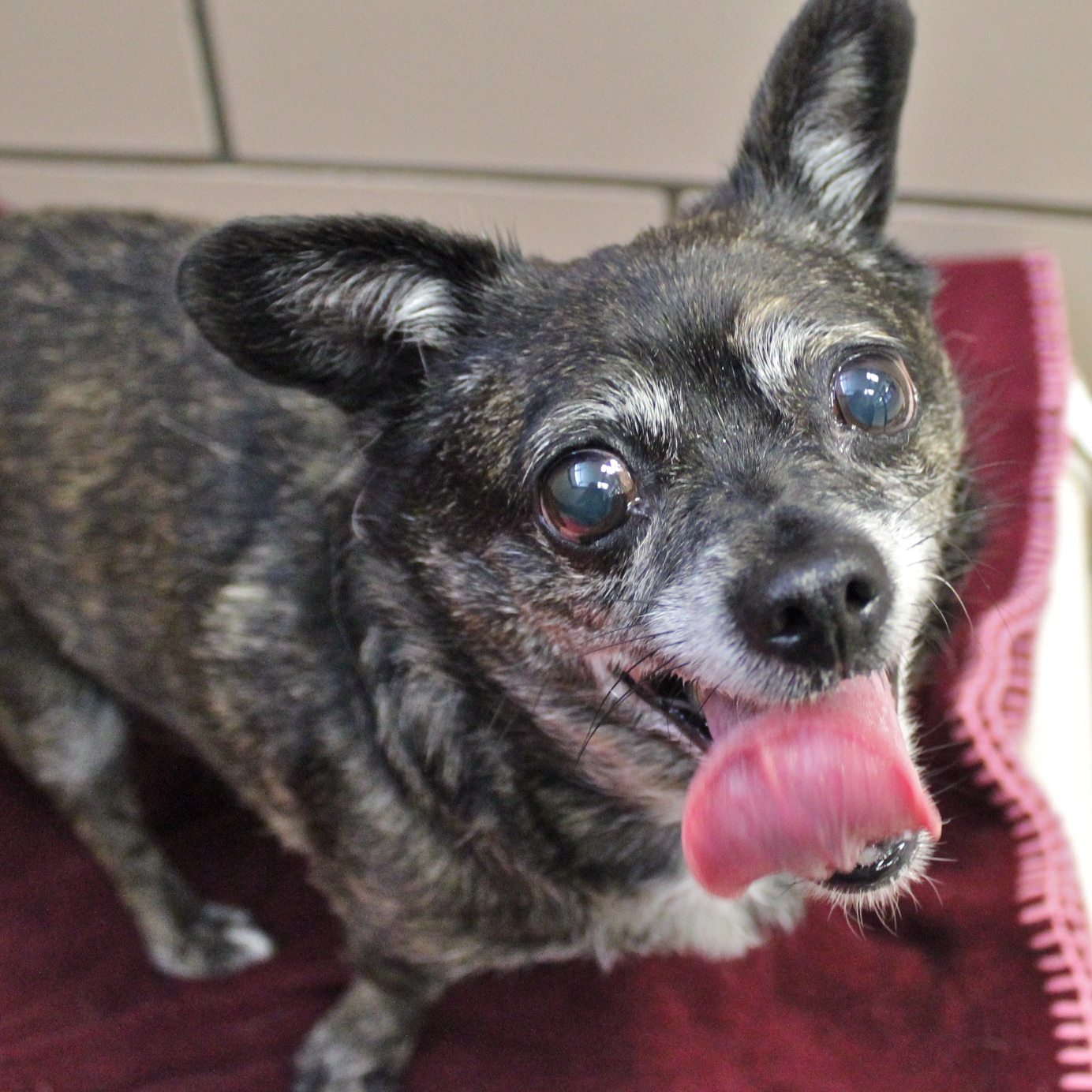 Returning Lost Pets Home City Of Fort Wayne