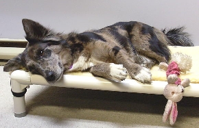 Krunda_Dog_Bed