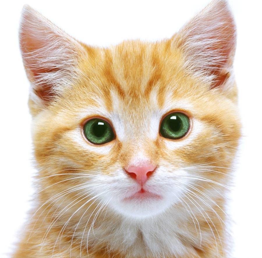 Cat Care And Behavior City Of Fort Wayne